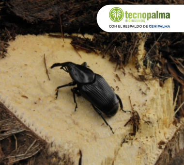 Identificación de la plaga del picudo negro (Rhynchophorus palmarum), vector de la Pudrición de Cogollo (PC), en una plantación de palma, un problema clave para la agroindustria.