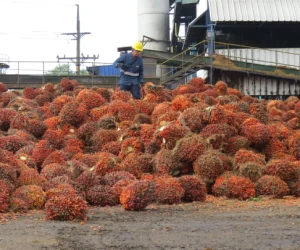 Gran pila de racimos de frutos de palma de aceite frente a una planta de extracción, con un trabajador con casco amarillo de pie en la parte superior."
