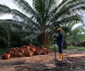 Trabajador con casco y botas amarillas de pie en una plantación de palma de aceite, junto a un montón de frutos de palma cosechados.