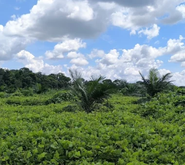 Vista panorámica de una plantación de palma de aceite joven