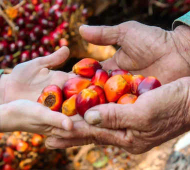 Manos de un agricultor pasando frutos de palma de aceite, de color rojo y anaranjado, a las manos de otra persona, simbolizando la transferencia de la cosecha.