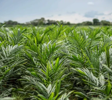 Vista de cerca de un campo de plántulas o palmas de aceite jóvenes con hojas verdes y frondosas.