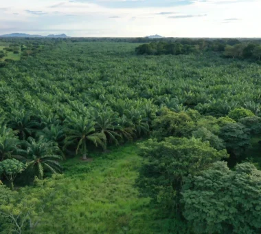 Vista aérea de un vasto paisaje dominado por un denso cultivo de palma de aceite