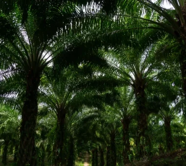 Vista interior de una plantación de palma de aceite con densas hileras de palmas altas creando un dosel oscuro.