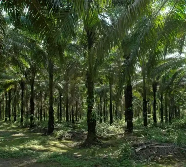 Un denso bosque de palmeras en una plantación de palma de aceite