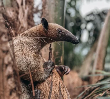 Primer plano de un oso hormiguero (Tamandúa) de pelaje marrón, aferrándose a un tronco o corteza de árbol.