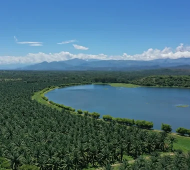 Vista aérea de un vasto campo de palmas de aceite que bordea una gran laguna o cuerpo de agua azul, con montañas en el horizonte bajo un cielo despejado.