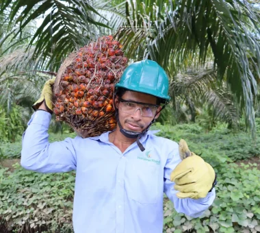 Trabajador con casco y guantes, cargando un gran racimo de frutos de palma de aceite sobre su hombro