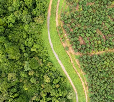 Vista aérea de un camino de tierra que separa un denso bosque natural a la izquierda de una plantación uniforme de palma de aceite a la derecha.