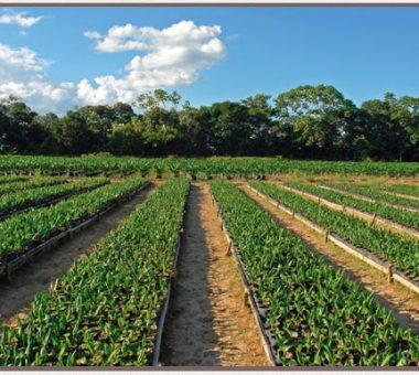 Agronomía